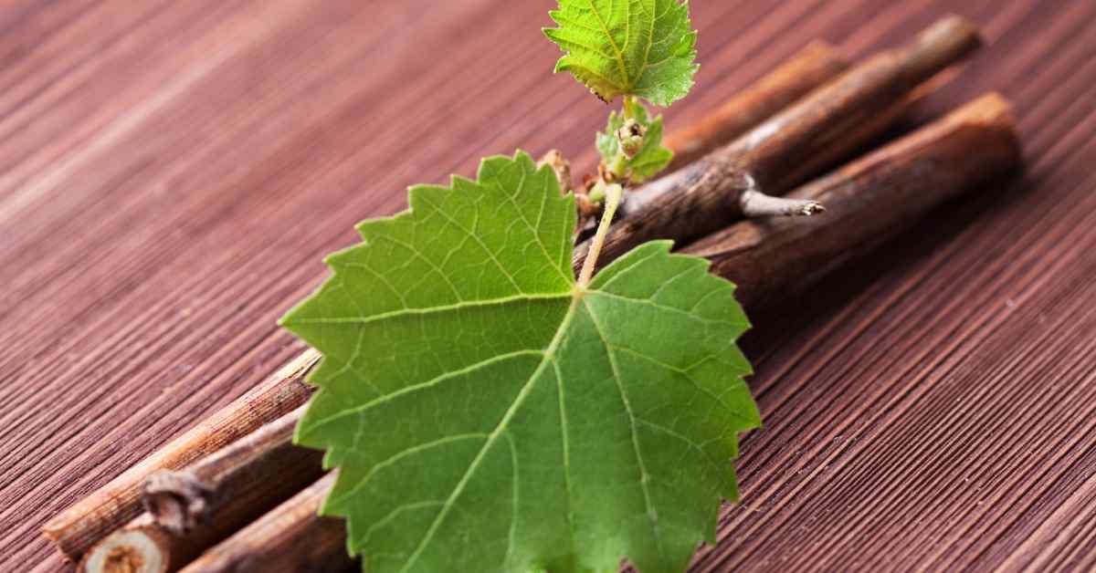  List vinove loze za vene – pomoć prirode za umorne noge!